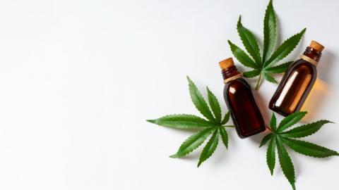CBD, Fleurs, Cannabis : Comprendre la Réglementation Française sur le CBD 